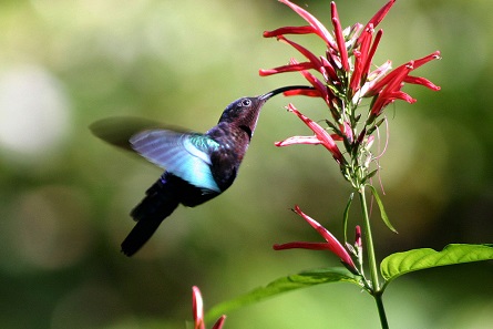 Female purple-throated carib feeding at a flower. Photo: Charlesjsharp / Wikimedia Commons / CC BY 3.0