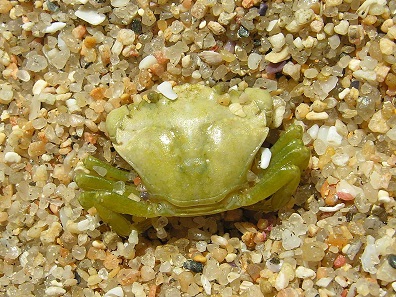 Young green shore crab (Carcinus maenas). Photo: Luis Miguel Bugallo Sánchez / CC BY-SA 3.0.