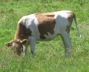 Guernsey cattle. Photo: Man vyi / Wikicommons.