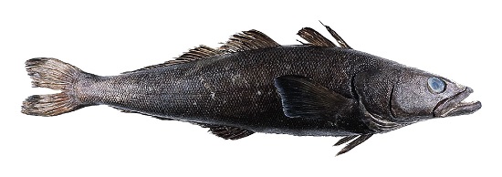 Specimen of the Patagonian Toothfish.