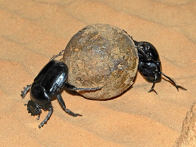 Two specimens of Scarabaeus sacer rolling a ball of dung. Photo: Hectonichus / Wikimedia Commons / CC BY-SA 3.0.
