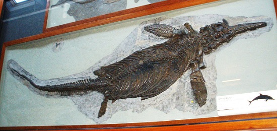 Ichthyosaur fossil, on display in the Natural History Museum, London. Photo: Ghedoghedo / Wikimedia Commons / CC BY-SA 3.0.