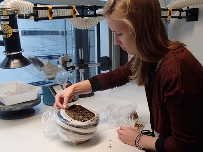 Piddletrenthide Hoard being excavated in the British Museum lab.