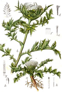 Illustration of the carline thistle in ‘Deutschlands Flora in Abbildungen’ of 1796.