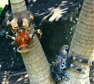 Coconut crabs vary in size and coloring. Photo: Brocken Inaglory / CC BY-SA 3.0