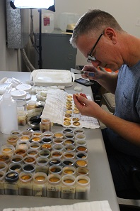 Dwight Manley, managing partner of the California Gold Marketing Group, examining SS Central America coins on January 10, 2018, soon after an Ohio court formally granted the group possession of the treasure recovered from the Atlantic Ocean in 2014. Photo: Christina Good/Professional Coin Grading Service.