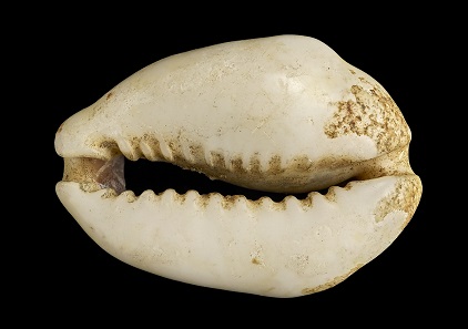 Cowrie Shell, 1st millennium BCE. © the Trustees of the British Museum