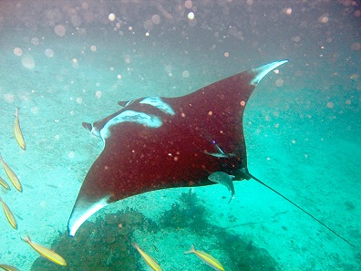 Specimen of Manta birostris. Photo: jon hanson / Wikimedia Commons / CC BY-SA 2.0