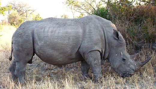 A big male Rhinoceros, photographed in SAbi SAnd Private Game Reserve, South Africa. Photo: Lukas Kaffer / Wikipedia.