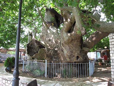 Plane tree next to the Bridge of Arta. Photograph: KW.