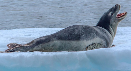 Leopard seal (Hydrurrga leptonyx). Photo: Murray Foubister / CC BY-SA 2.0