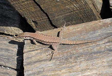 Lizard sun-bathing. Photograph: KW.