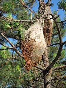 A question for biologists: what is this? Photograph: KW.