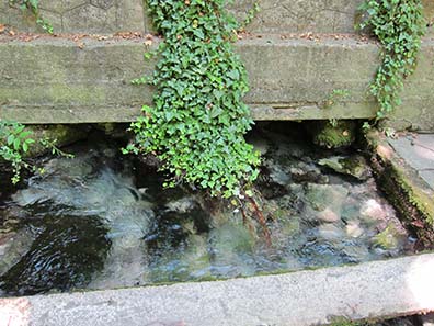 Spring of Daphne. Photograph: KW.
