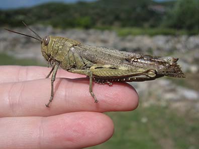 Grasshopper as photo model. Photograph: KW.