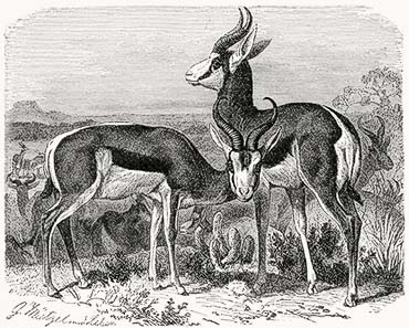 Pic. 3: The springbok - here on a 19th century drawing - is considered a South African national symbol. From Wikipedia.