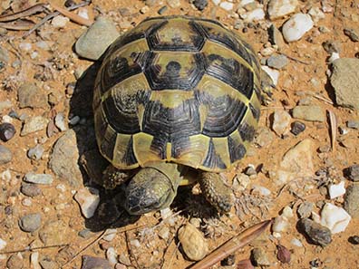 Tortoise. Photograph: KW.
