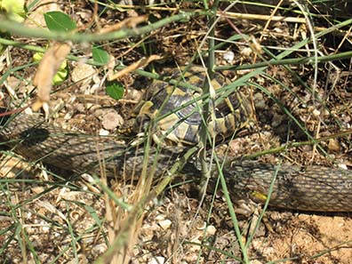 Tortoise and snake. Photograph: KW.