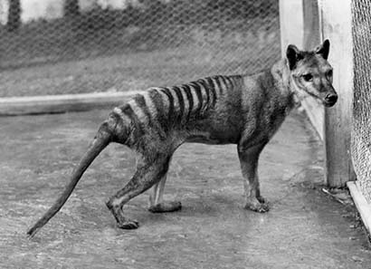 Tasmanian Tiger. Photo from 1928.