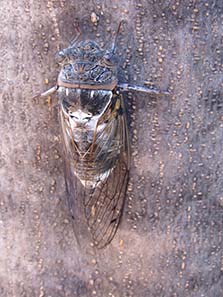 Cicada, not on a coin this time but in the flesh. Photograph: KW.