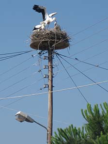 Young storks in the nest. Photograph: KW.