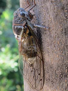 Cicada. Photograph: KW.