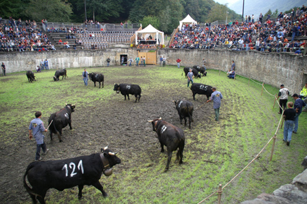 Men conduct the cows in groups into the arena.