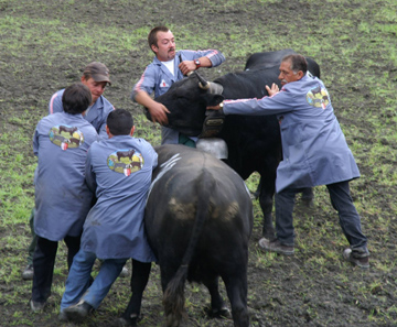 Rabatteurs in action during the