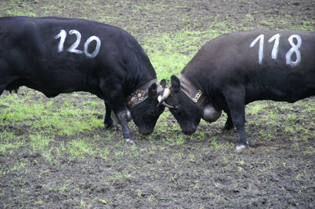 The cows block each other with their heads - who turns away first looses. Photo: Christof Berger / Wikipedia.