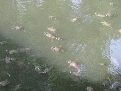 Turtle pond. Photo: KW.
