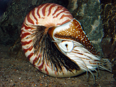 Nautilus shell. Photo: J. Baecker / Wikipedia.
