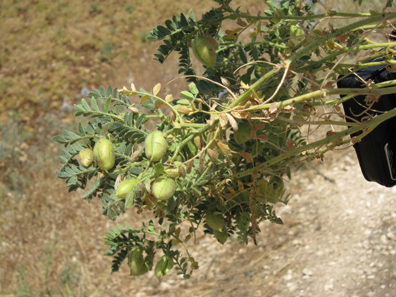 Chickpeas right from the shell. A real tidbid. Photograph: KW.
