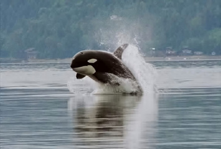Orca porpoising. Photo: Minette Layne / Wikipedia.