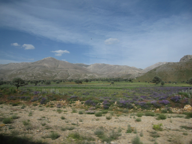 View from the bus window on a gorgeous landscape. Photograph: KW.