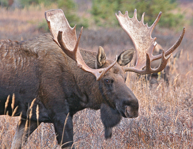 Moose bull. Photo: United States Federal Government / Wikipedia.