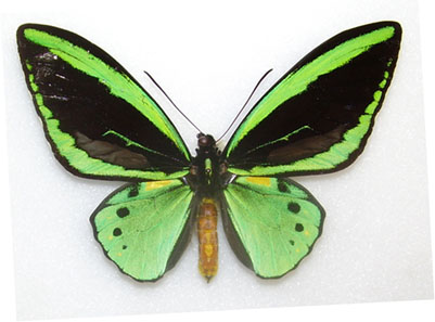 Ornithoptera priamus pronomus, Lockerbie Scrub Cape York Peninsula Australia, 25 August 1975. Photo: Robert Nash, Curator of Entomology Ulster Museum / Wikipedia.