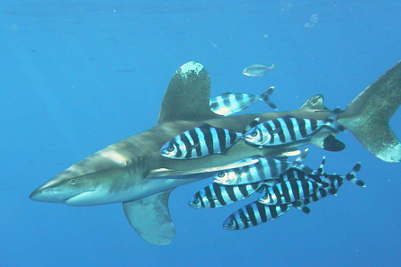 Sea chubs accompaning a whitetip reef shark. Photograph: Peter Kölbl / Wikipedia.