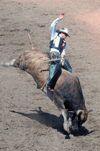 Bull riding at the Calgary Stampede. Photo: Chuck Szmurlo / Wikipedia.