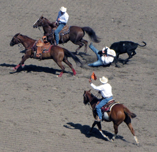 Straws Milan Steer wrestling at the Calgary Stampede. Photo: Traveler100 / Wikipedia.
