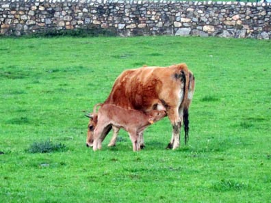 Idyllic Countryside. Photo: KW.