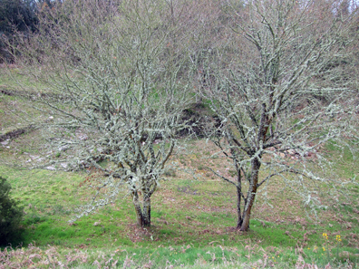 Moss-Covered Trees. Photo: KW.