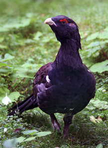 Caipercaillie. Photo: Richard Bartz, Munich aka Marko Freak / Wikipedia http://creativecommons.org/licenses/by-sa/2.5/deed.de.