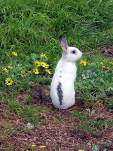 A late Easter bunny. Photo: KW.