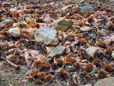 Sweet chestnuts, there were leaves and fruit all over the ground. Photo: KW.