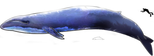 Largest and smallest whale (Blue Whale and Hector Dolphine). Source: T. Bjornstad / Wikipedia.