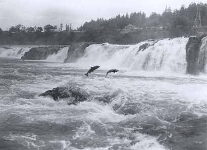 Salmon leaping at Willamette Falls. NOAA's Historic Fisheries Collection, Oregon, Oregon City, June 27, 1950. Source. Wikipedia.