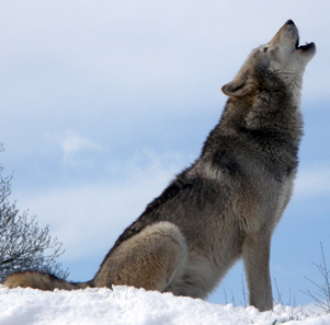 Howling wolf in Dakota, USA. Photo: Retron / Wikipedia.