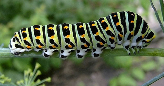 Swallowtail caterpillar.