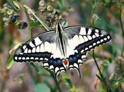 Papilio machaon. Photo: Lucarelli / Wikipedia. http://creativecommons.org/licenses/by-sa/3.0/deed.en