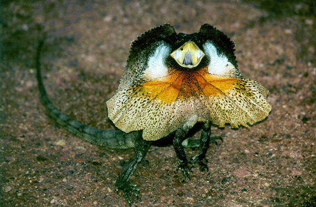 Frill-necked lizard. Photo: Miklos Schiberna / Wikipedia.